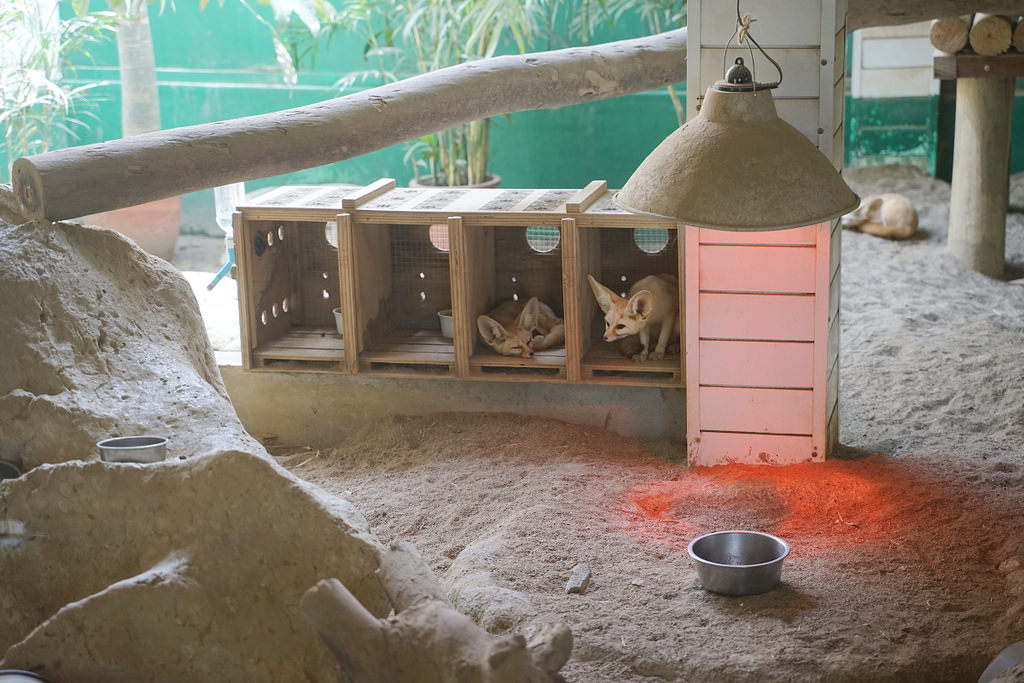 【台南親子景點推薦】南台灣最大野生動物園 玩整天都玩不夠 頑皮世界野生動物園