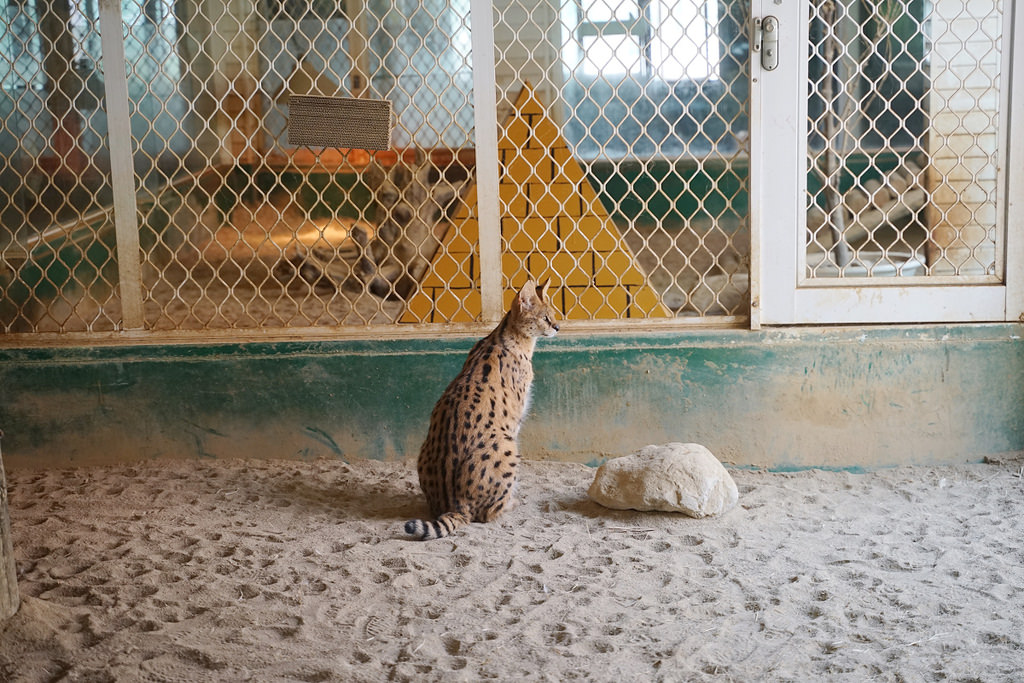 【台南親子景點推薦】南台灣最大野生動物園 玩整天都玩不夠 頑皮世界野生動物園