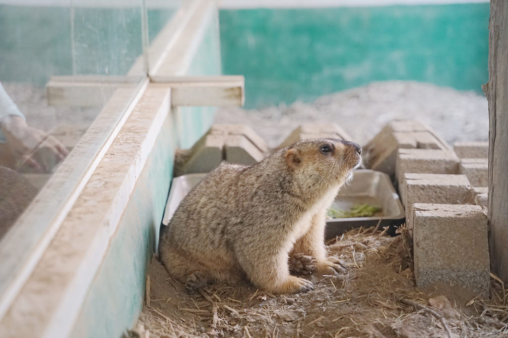 【台南親子景點推薦】南台灣最大野生動物園 玩整天都玩不夠 頑皮世界野生動物園