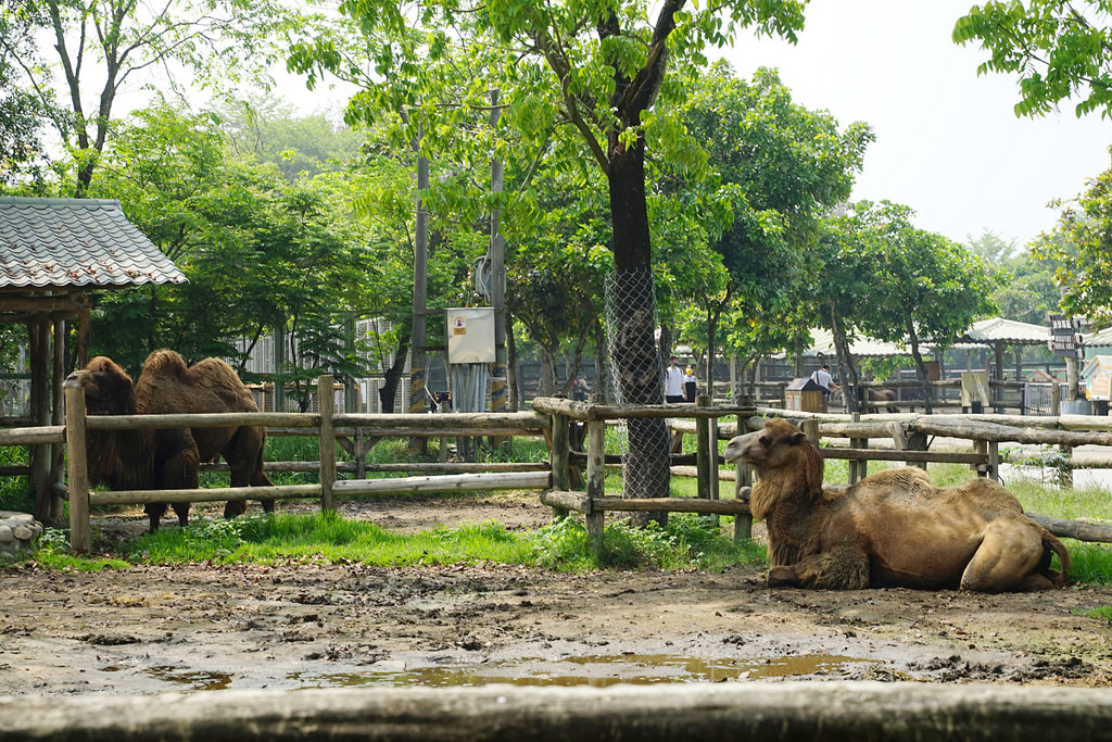 【台南親子景點推薦】南台灣最大野生動物園 玩整天都玩不夠 頑皮世界野生動物園