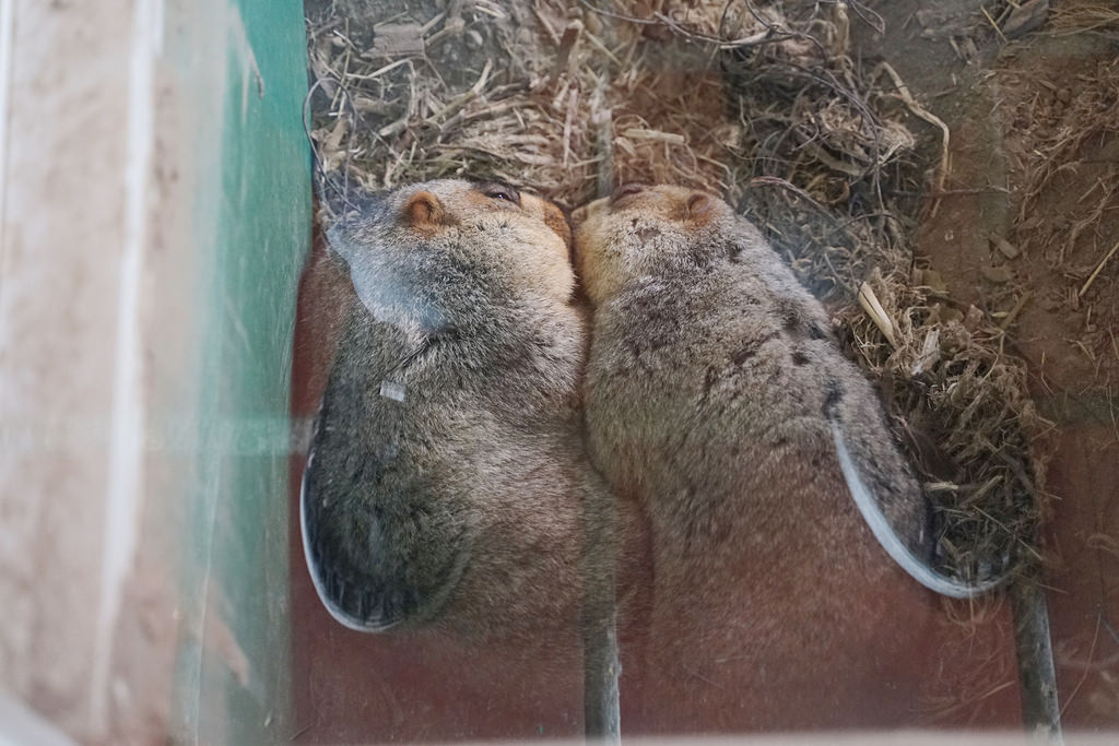 【台南親子景點推薦】南台灣最大野生動物園 玩整天都玩不夠 頑皮世界野生動物園