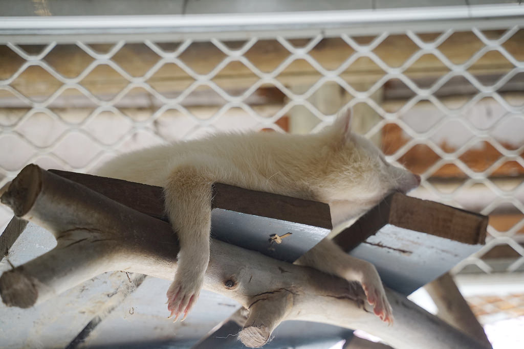 【台南親子景點推薦】南台灣最大野生動物園 玩整天都玩不夠 頑皮世界野生動物園