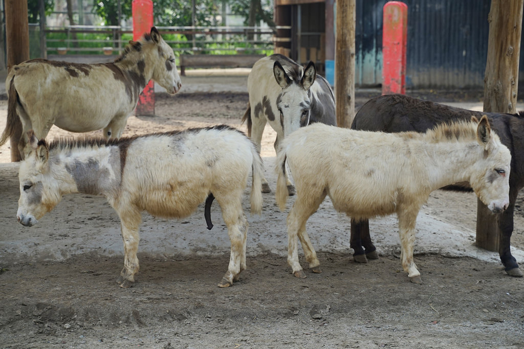 【台南親子景點推薦】南台灣最大野生動物園 玩整天都玩不夠 頑皮世界野生動物園