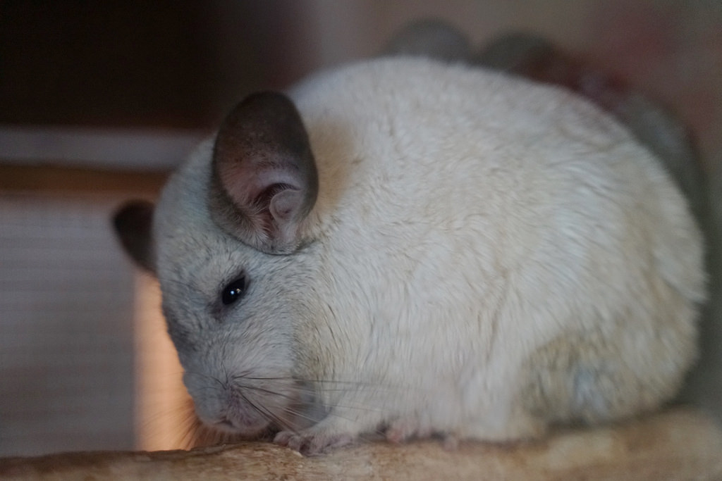 【台南親子景點推薦】南台灣最大野生動物園 玩整天都玩不夠 頑皮世界野生動物園