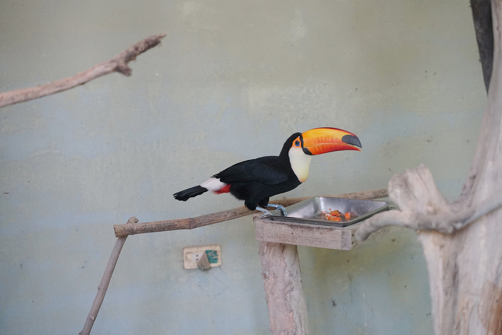 【台南親子景點推薦】南台灣最大野生動物園 玩整天都玩不夠 頑皮世界野生動物園