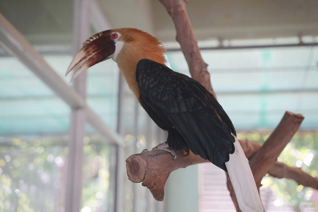 【台南親子景點推薦】南台灣最大野生動物園 玩整天都玩不夠 頑皮世界野生動物園