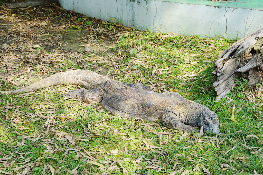 【台南親子景點推薦】南台灣最大野生動物園 玩整天都玩不夠 頑皮世界野生動物園