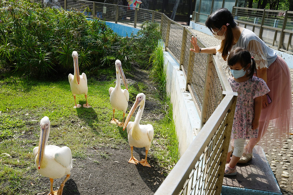 【台南親子景點推薦】南台灣最大野生動物園 玩整天都玩不夠 頑皮世界野生動物園