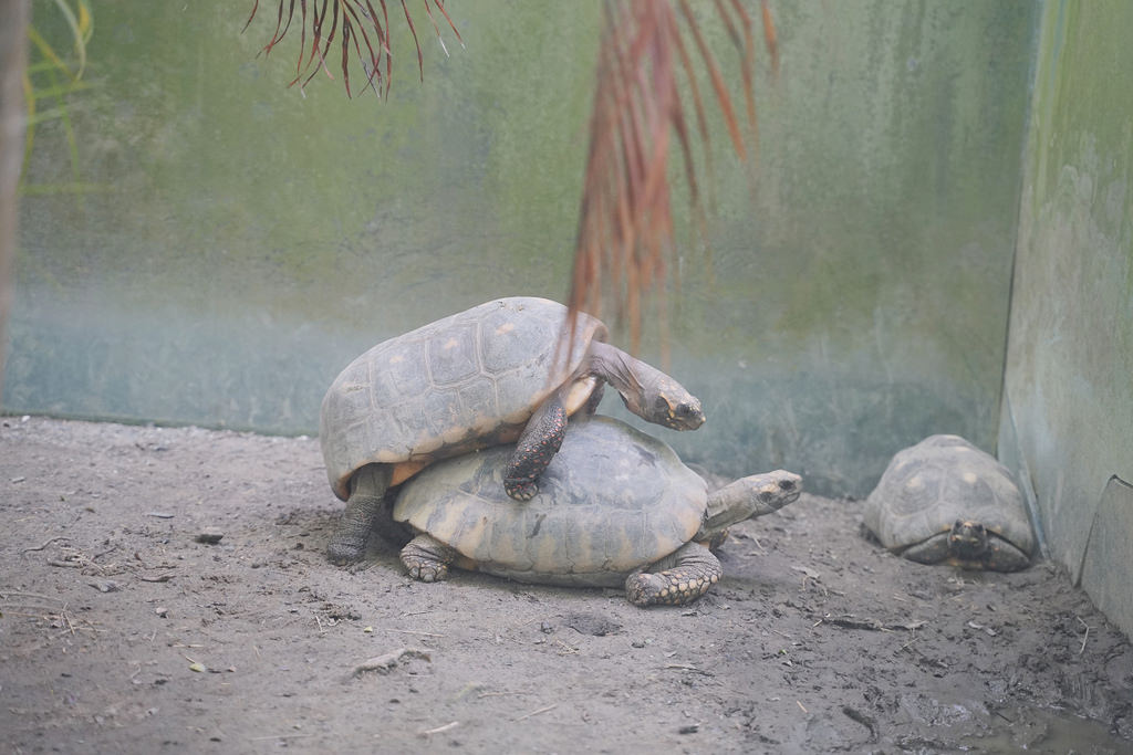 【台南親子景點推薦】南台灣最大野生動物園 玩整天都玩不夠 頑皮世界野生動物園