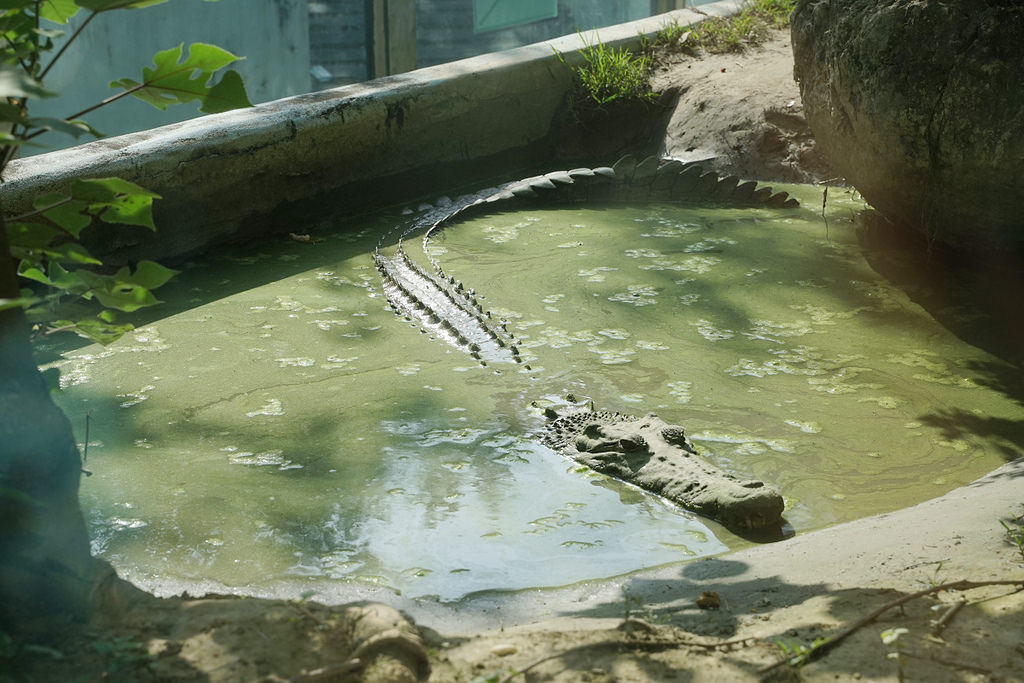 【台南親子景點推薦】南台灣最大野生動物園 玩整天都玩不夠 頑皮世界野生動物園