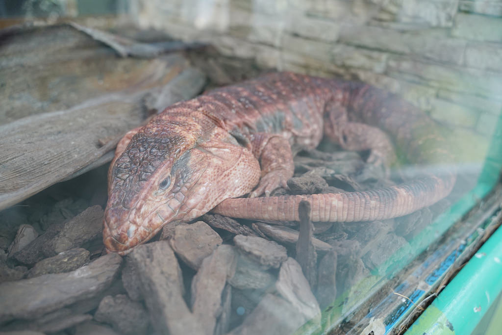 【台南親子景點推薦】南台灣最大野生動物園 玩整天都玩不夠 頑皮世界野生動物園