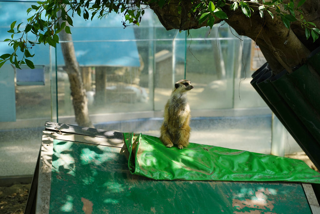 【台南親子景點推薦】南台灣最大野生動物園 玩整天都玩不夠 頑皮世界野生動物園