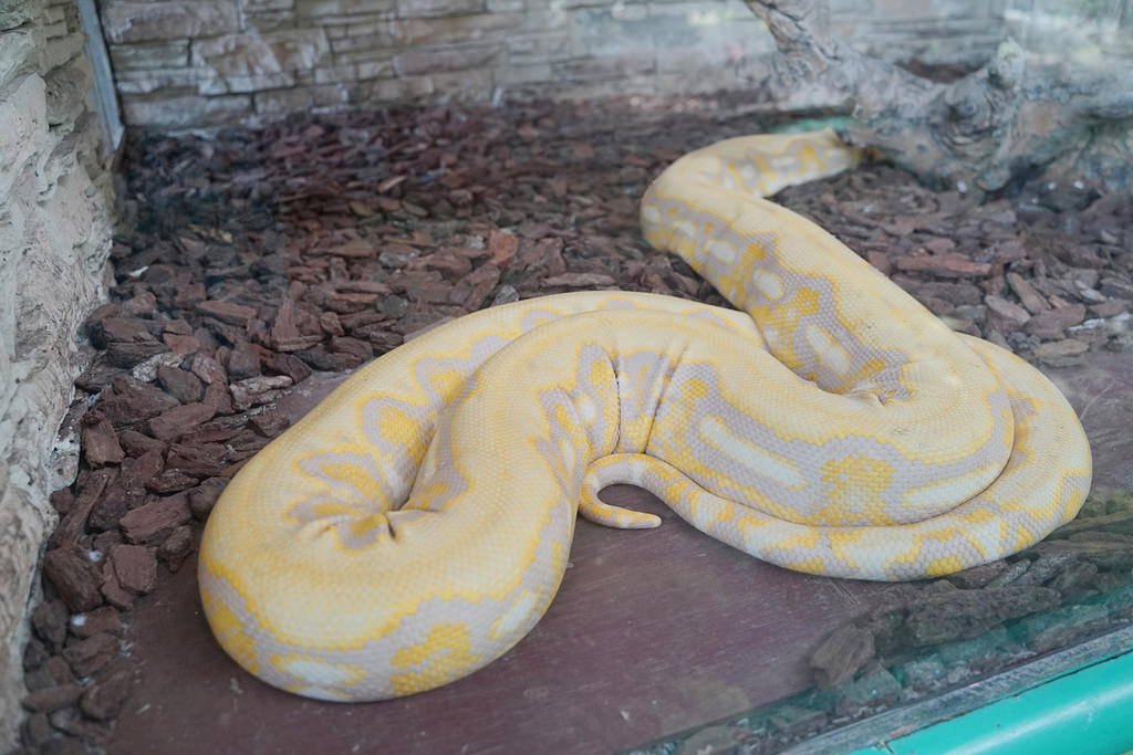 【台南親子景點推薦】南台灣最大野生動物園 玩整天都玩不夠 頑皮世界野生動物園