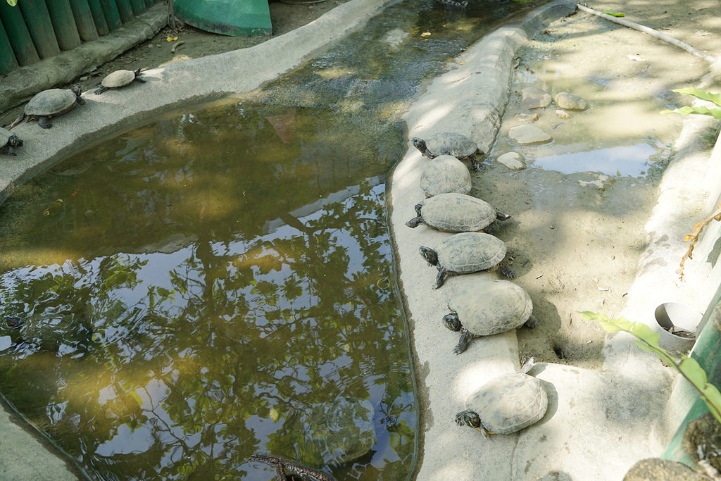 【台南親子景點推薦】南台灣最大野生動物園 玩整天都玩不夠 頑皮世界野生動物園