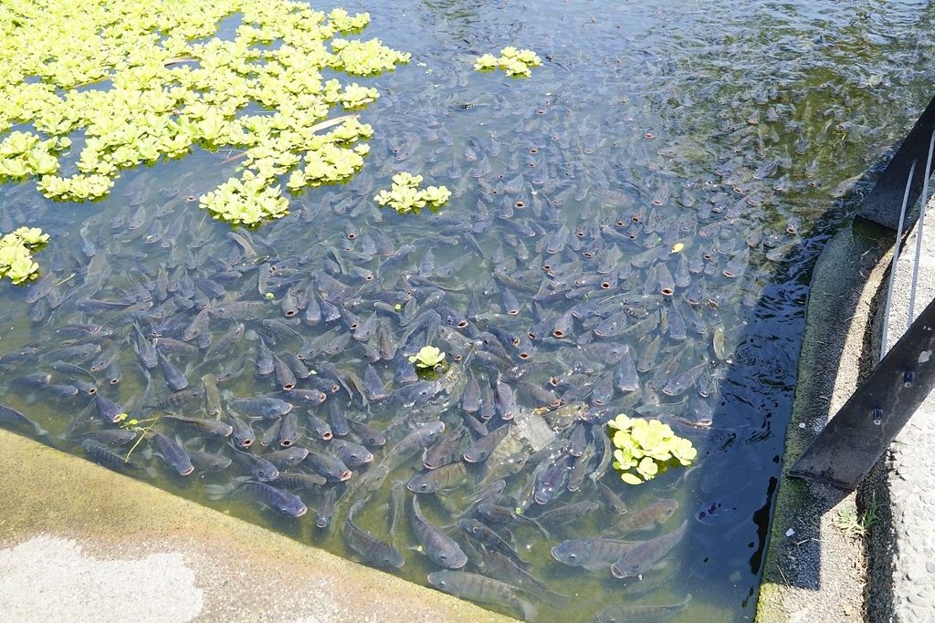 【花蓮免費景點推薦】亞洲最大海洋深層水園區 深足癒步道/台肥構內社/海角防空洞 D Park 台肥海洋深層水園區