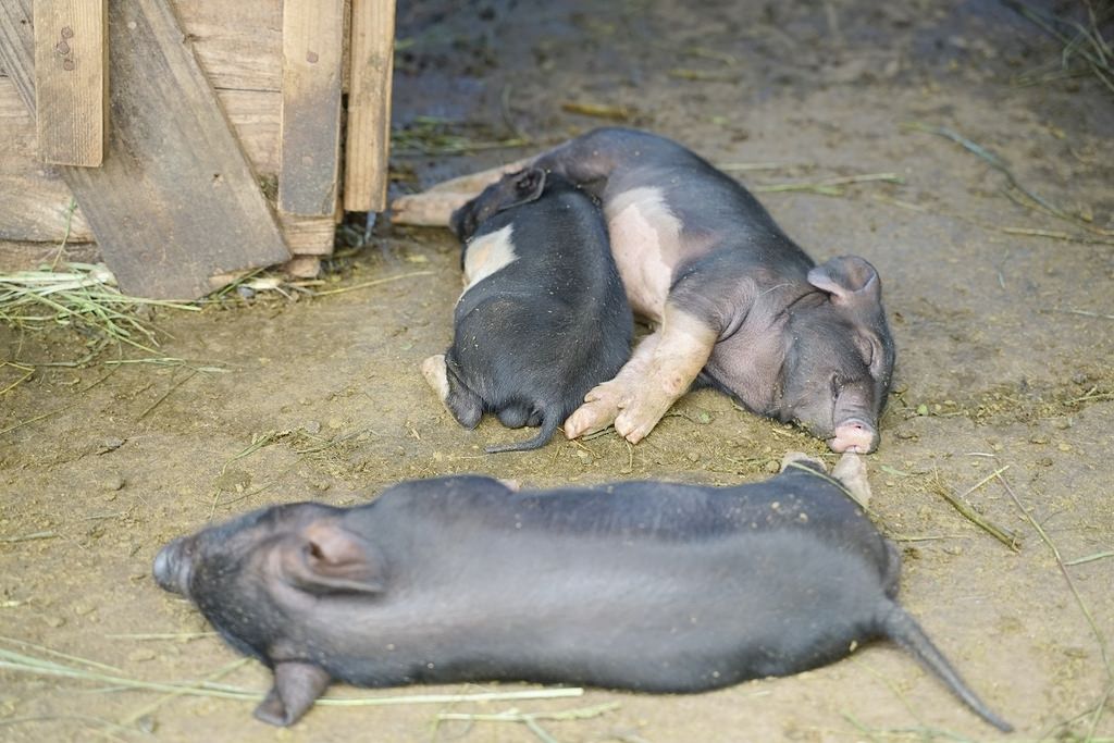 【桃園親子景點推薦】田園體驗餵可愛小動物 撈魚釣蝦親子同樂 陽榮休閒農場