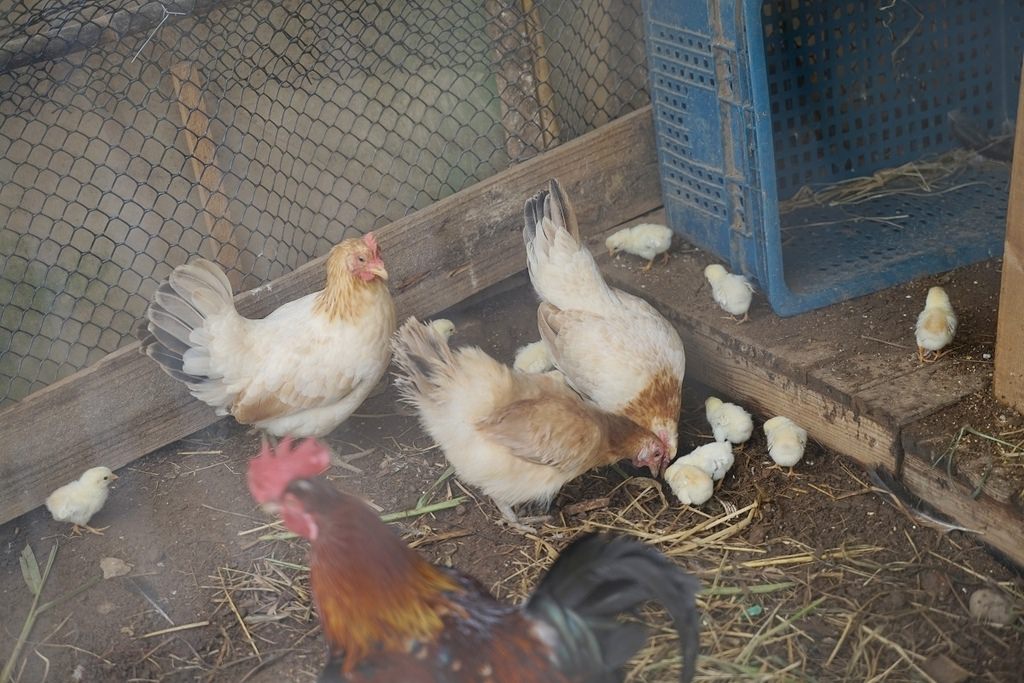 【桃園親子景點推薦】田園體驗餵可愛小動物 撈魚釣蝦親子同樂 陽榮休閒農場