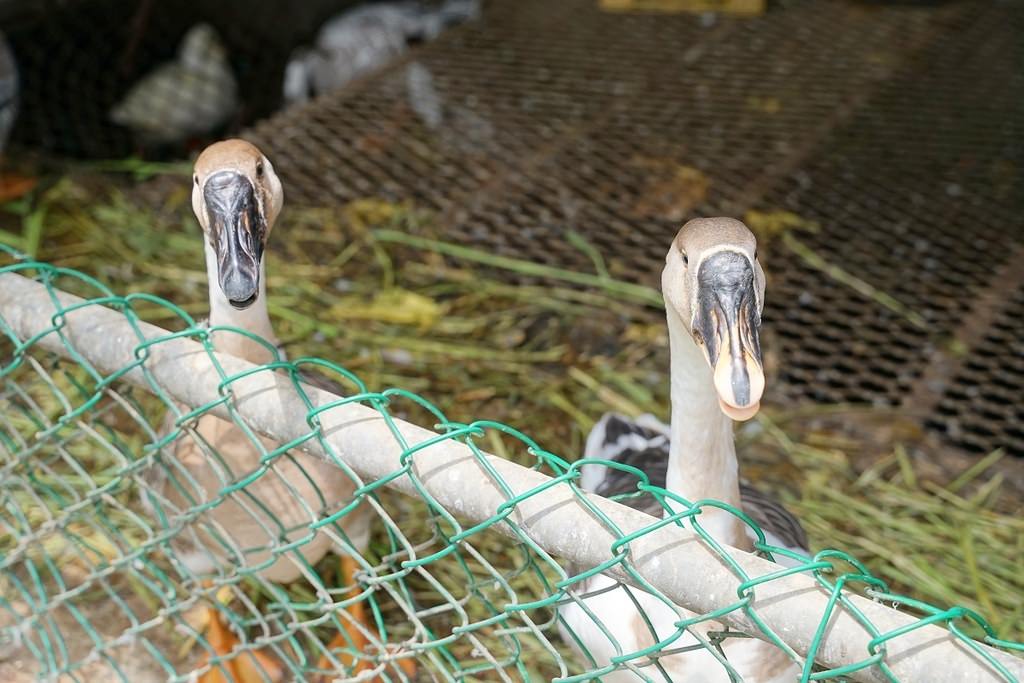 【桃園親子景點推薦】田園體驗餵可愛小動物 撈魚釣蝦親子同樂 陽榮休閒農場