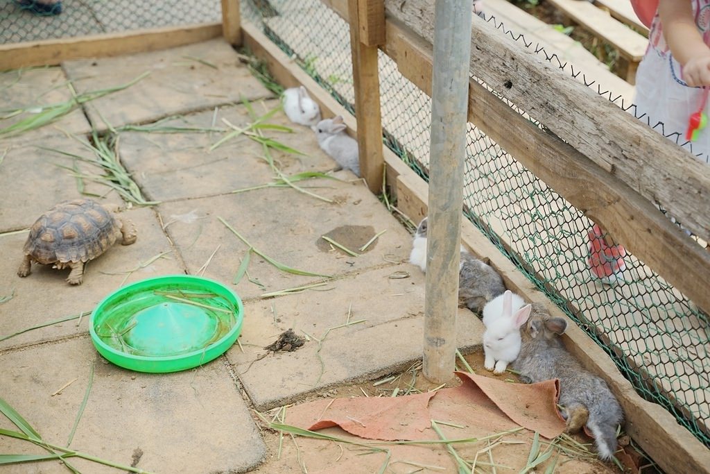 【桃園親子景點推薦】田園體驗餵可愛小動物 撈魚釣蝦親子同樂 陽榮休閒農場