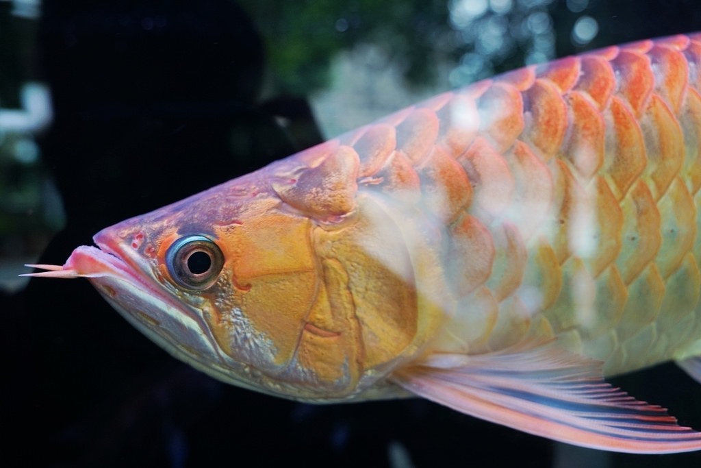 【紅龍魚專賣店推薦】龍世界紅龍魚會館 紅龍魚價格/紅龍魚飼養/紅龍魚買賣大公開