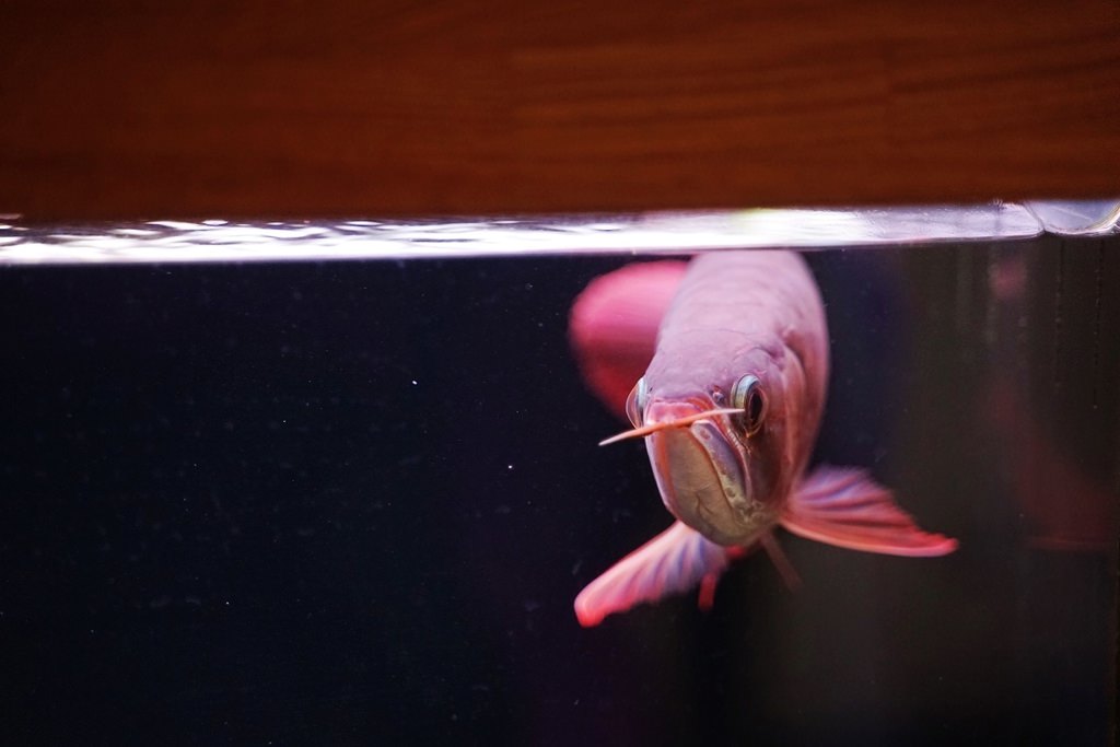 【紅龍魚專賣店推薦】龍世界紅龍魚會館 紅龍魚價格/紅龍魚飼養/紅龍魚買賣大公開