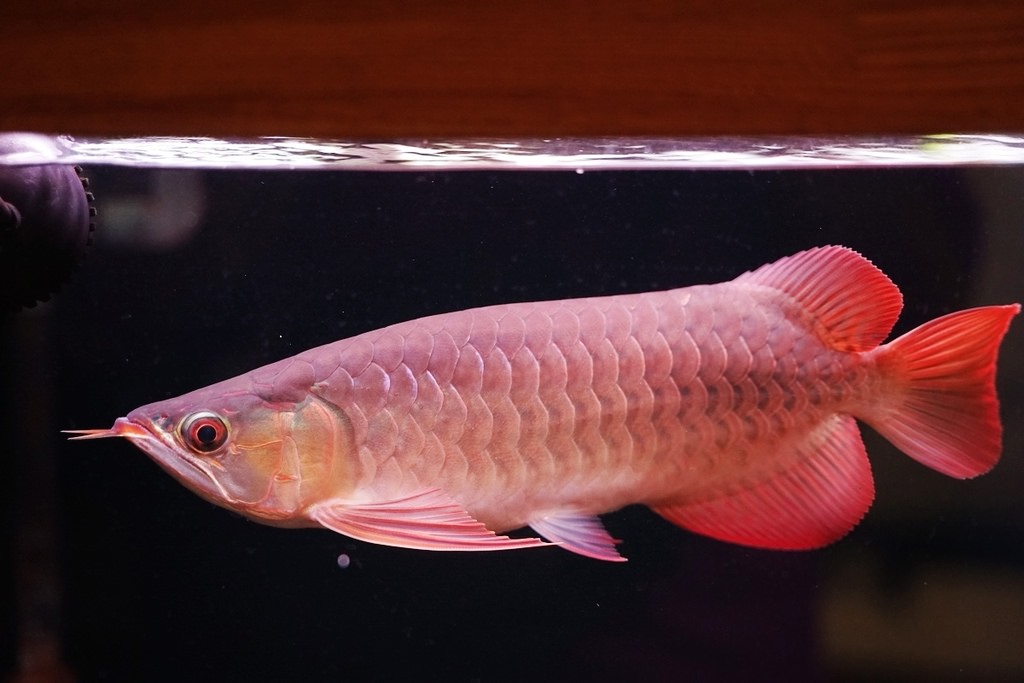 【紅龍魚專賣店推薦】龍世界紅龍魚會館 紅龍魚價格/紅龍魚飼養/紅龍魚買賣大公開