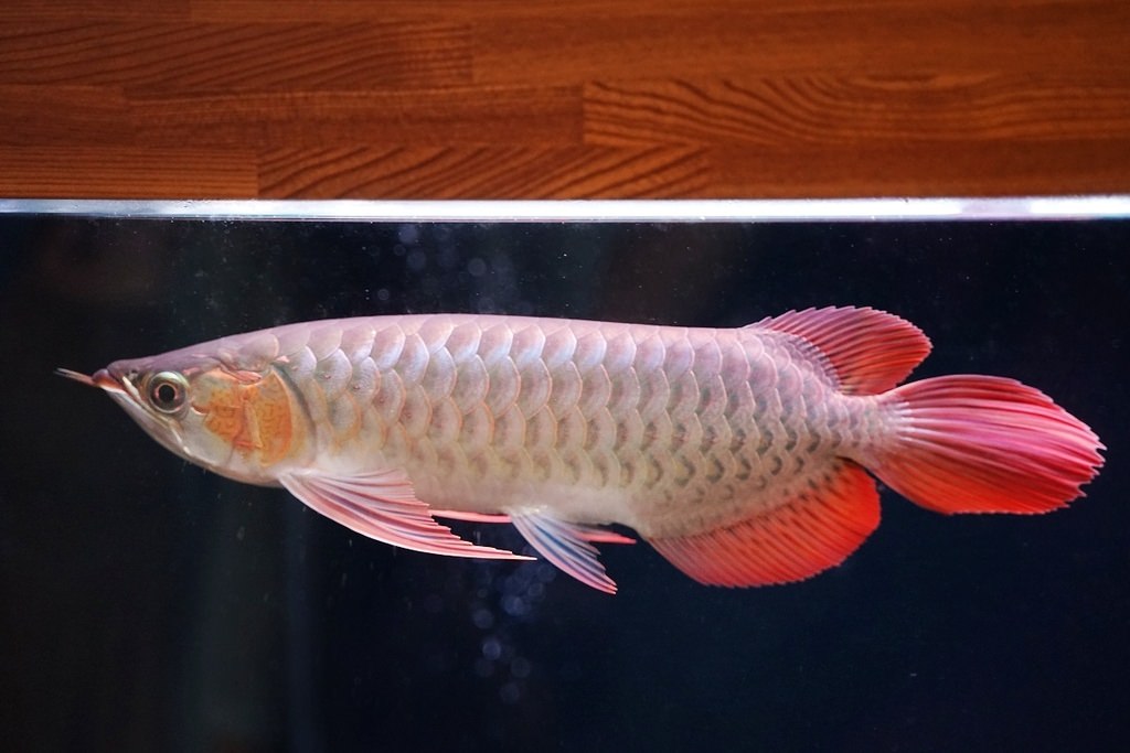 【紅龍魚專賣店推薦】龍世界紅龍魚會館 紅龍魚價格/紅龍魚飼養/紅龍魚買賣大公開