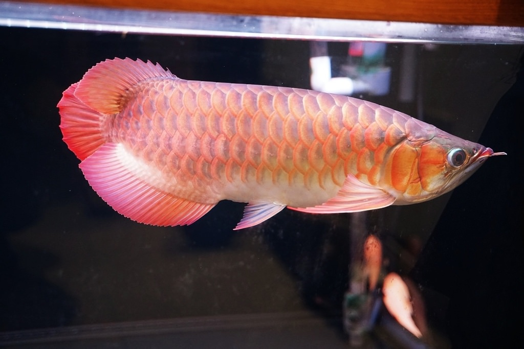 【紅龍魚專賣店推薦】龍世界紅龍魚會館 紅龍魚價格/紅龍魚飼養/紅龍魚買賣大公開
