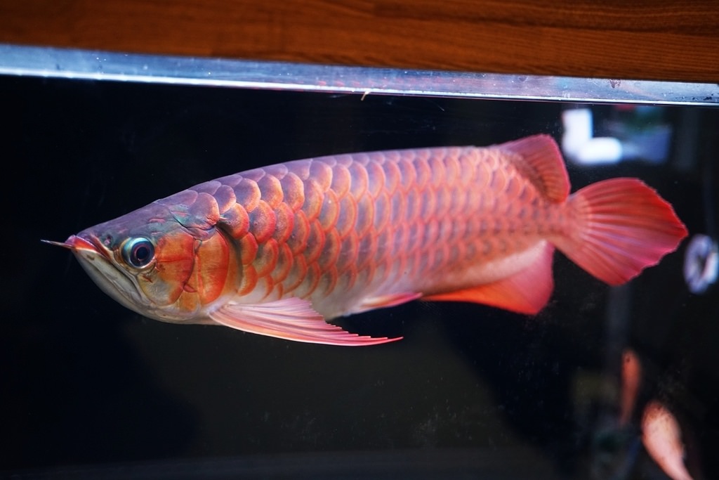 【紅龍魚專賣店推薦】龍世界紅龍魚會館 紅龍魚價格/紅龍魚飼養/紅龍魚買賣大公開