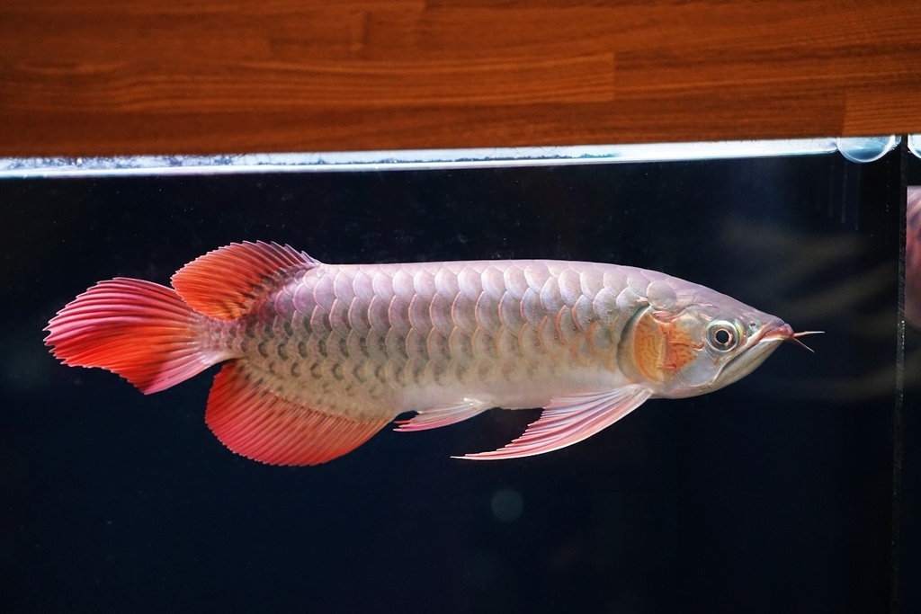 【紅龍魚專賣店推薦】龍世界紅龍魚會館 紅龍魚價格/紅龍魚飼養/紅龍魚買賣大公開
