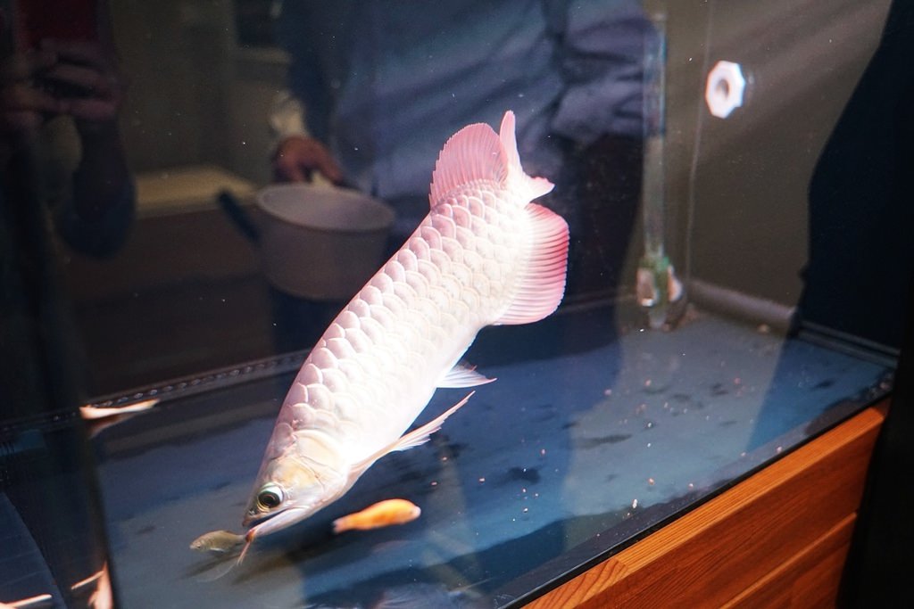 【紅龍魚專賣店推薦】龍世界紅龍魚會館 紅龍魚價格/紅龍魚飼養/紅龍魚買賣大公開