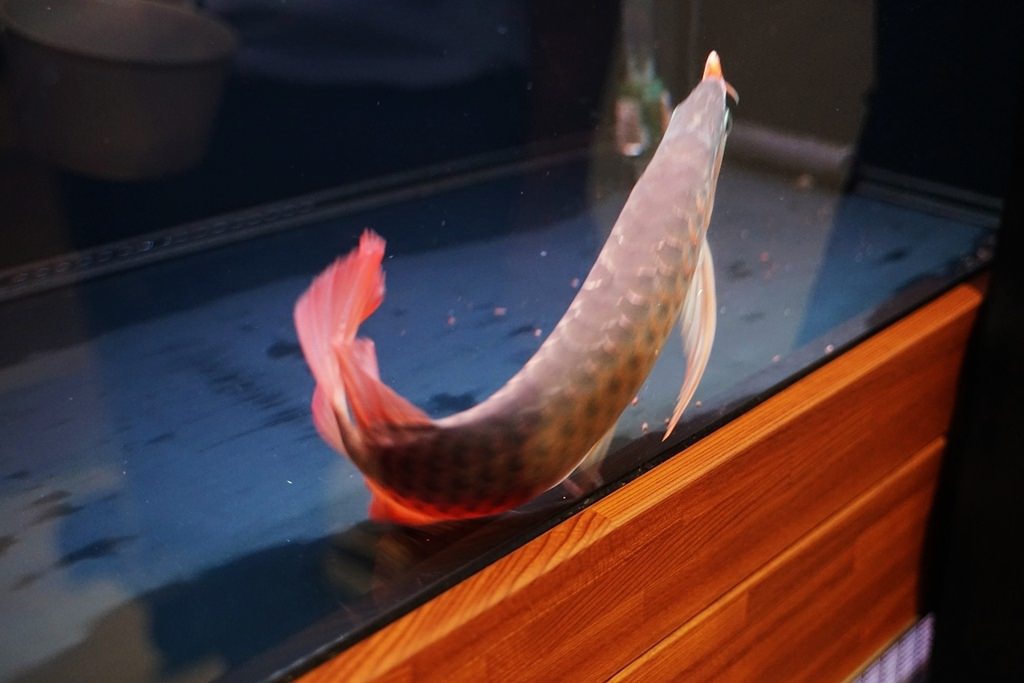 【紅龍魚專賣店推薦】龍世界紅龍魚會館 紅龍魚價格/紅龍魚飼養/紅龍魚買賣大公開