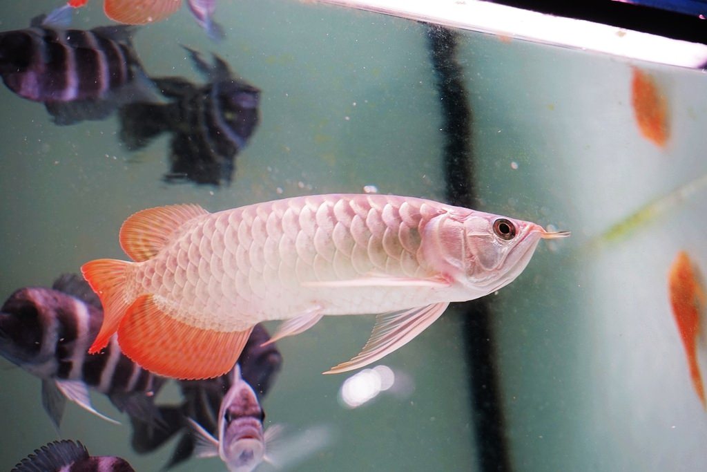 【紅龍魚專賣店推薦】龍世界紅龍魚會館 紅龍魚價格/紅龍魚飼養/紅龍魚買賣大公開