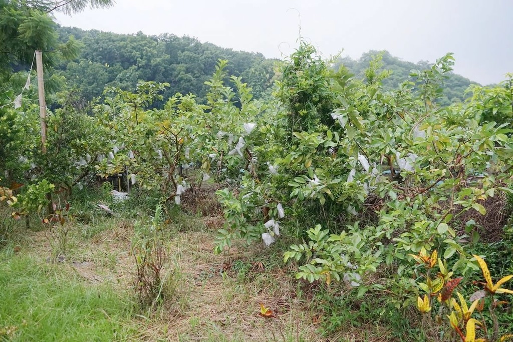 【台南楠西美食餐廳推薦】台南水果餐發源地 親子採果遊樂露營休憩 果農之家