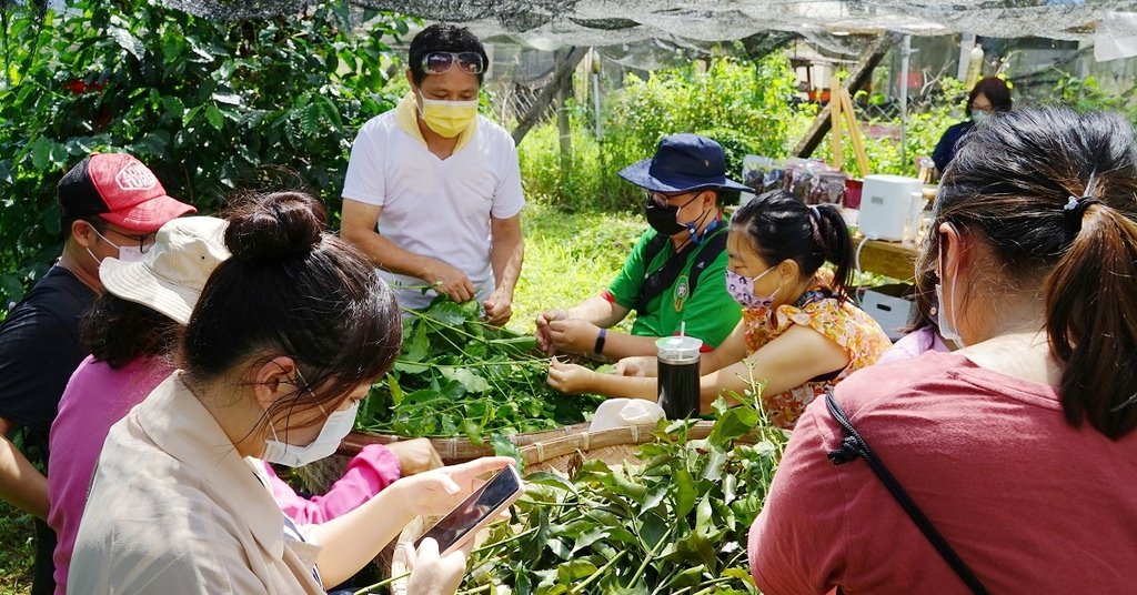 【南投埔里農場體驗推薦】埔里咖啡產銷班莊鴻模班長 獨特手作咖啡葉茶DIY 鴻模咖啡莊園