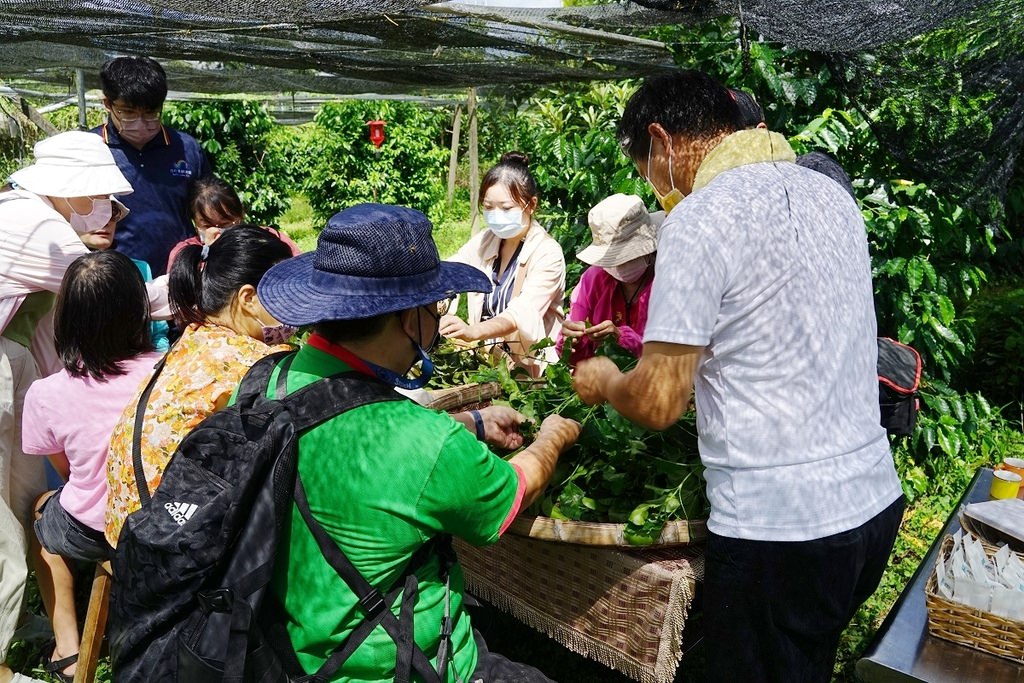 【南投埔里農場體驗推薦】埔里咖啡產銷班莊鴻模班長 獨特手作咖啡葉茶DIY 鴻模咖啡莊園