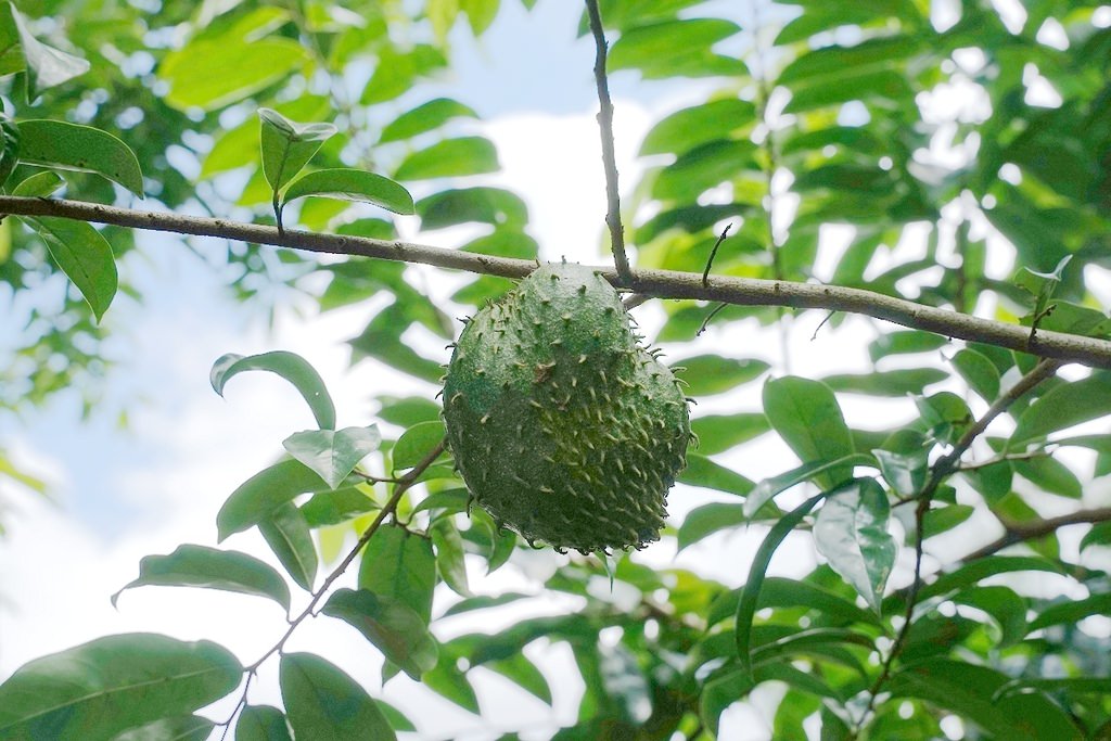 【南投埔里親子景點推薦】咖啡蛋彩手作DIY體驗 咖啡園區生態導覽 張隊長咖啡休閒生態農場