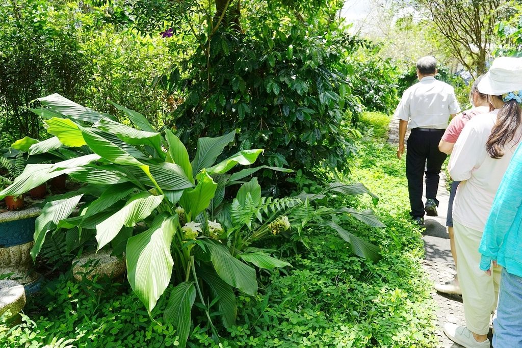 【南投埔里親子景點推薦】咖啡蛋彩手作DIY體驗 咖啡園區生態導覽 張隊長咖啡休閒生態農場