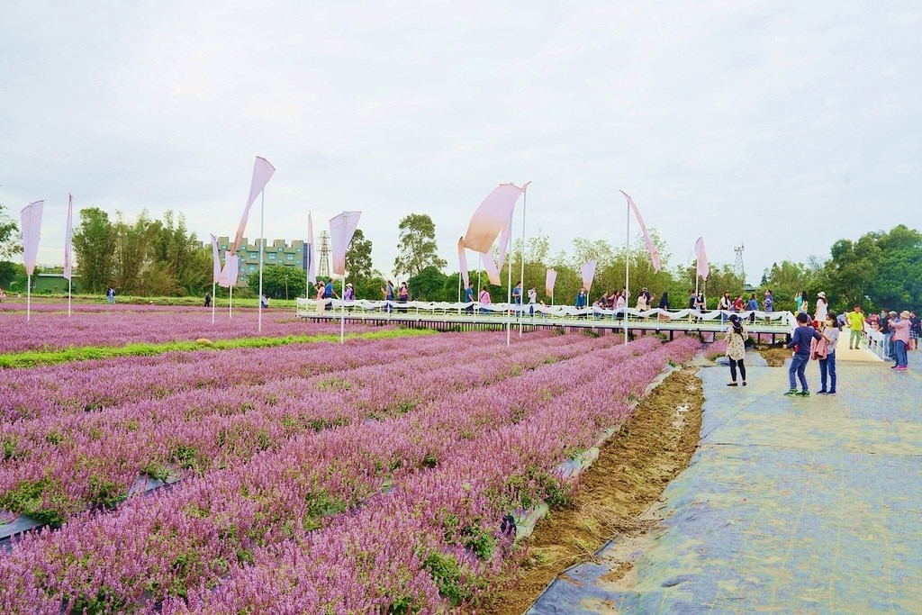 【2022桃園仙草花節】桃園12月限定景點 「仙茶之舞」紫色花海美景 11/27~12/11共15天