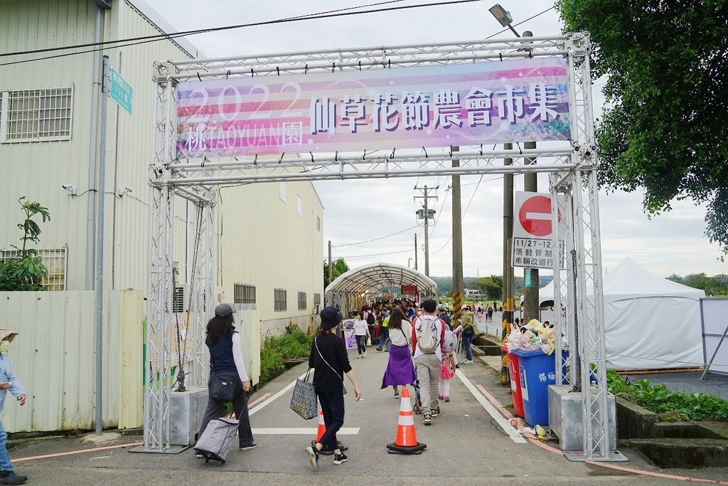 【2022桃園仙草花節】桃園12月限定景點 「仙茶之舞」紫色花海美景 11/27~12/11共15天