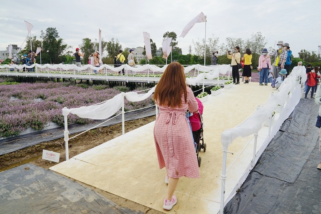 【2022桃園仙草花節】桃園12月限定景點 「仙茶之舞」紫色花海美景 11/27~12/11共15天