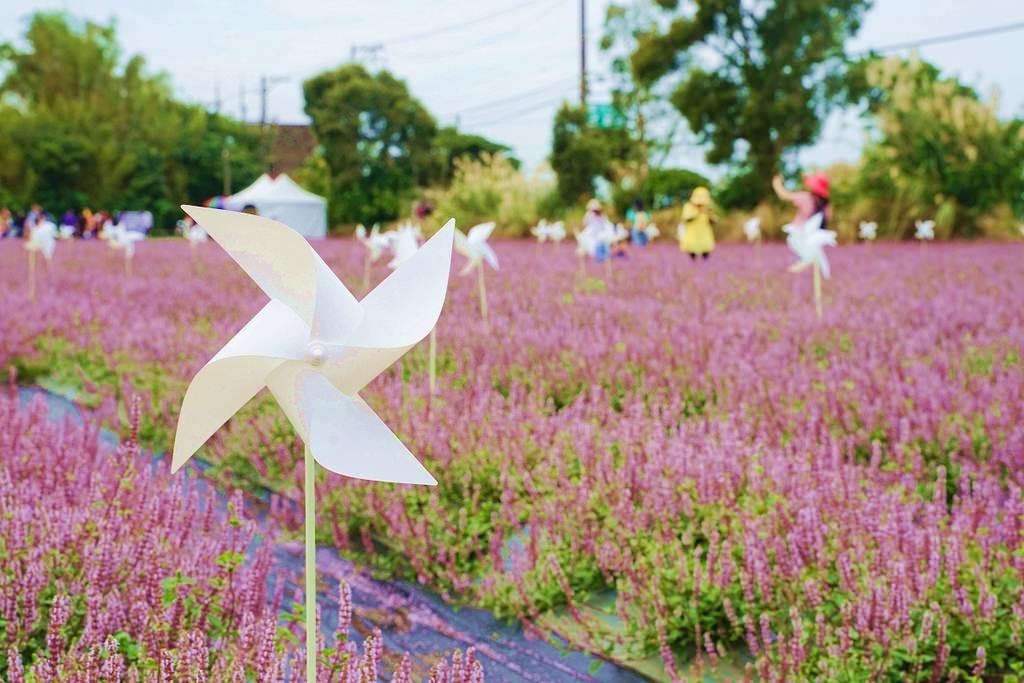 【2022桃園仙草花節】桃園12月限定景點 「仙茶之舞」紫色花海美景 11/27~12/11共15天