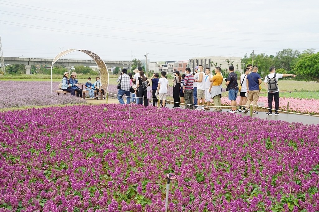 【2022桃園仙草花節】桃園12月限定景點 「仙茶之舞」紫色花海美景 11/27~12/11共15天