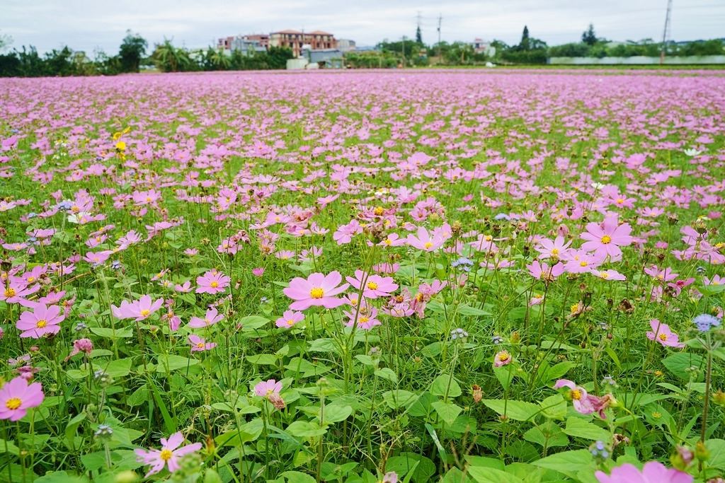 【2022桃園仙草花節】桃園12月限定景點 「仙茶之舞」紫色花海美景 11/27~12/11共15天