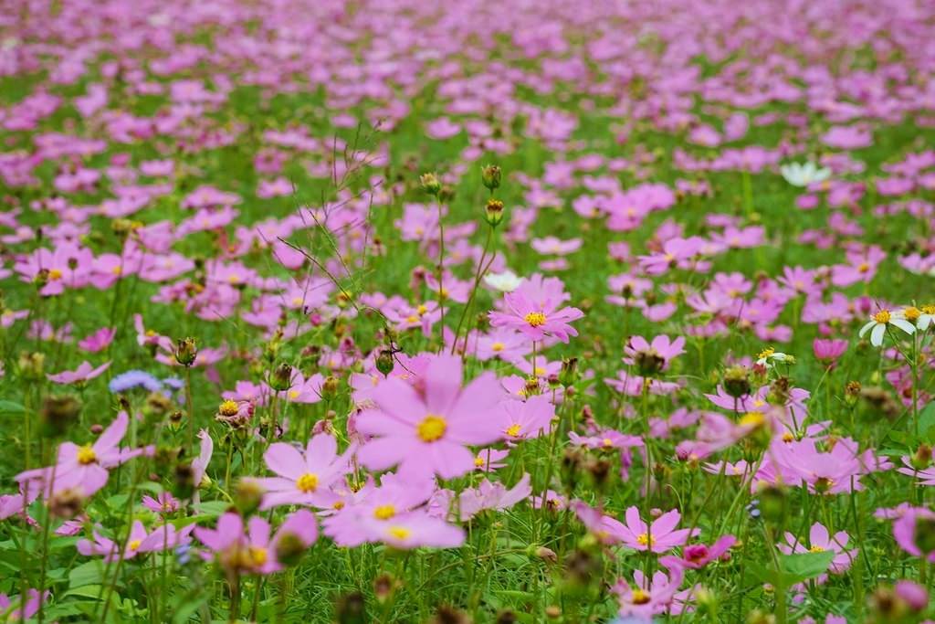 【2022桃園仙草花節】桃園12月限定景點 「仙茶之舞」紫色花海美景 11/27~12/11共15天