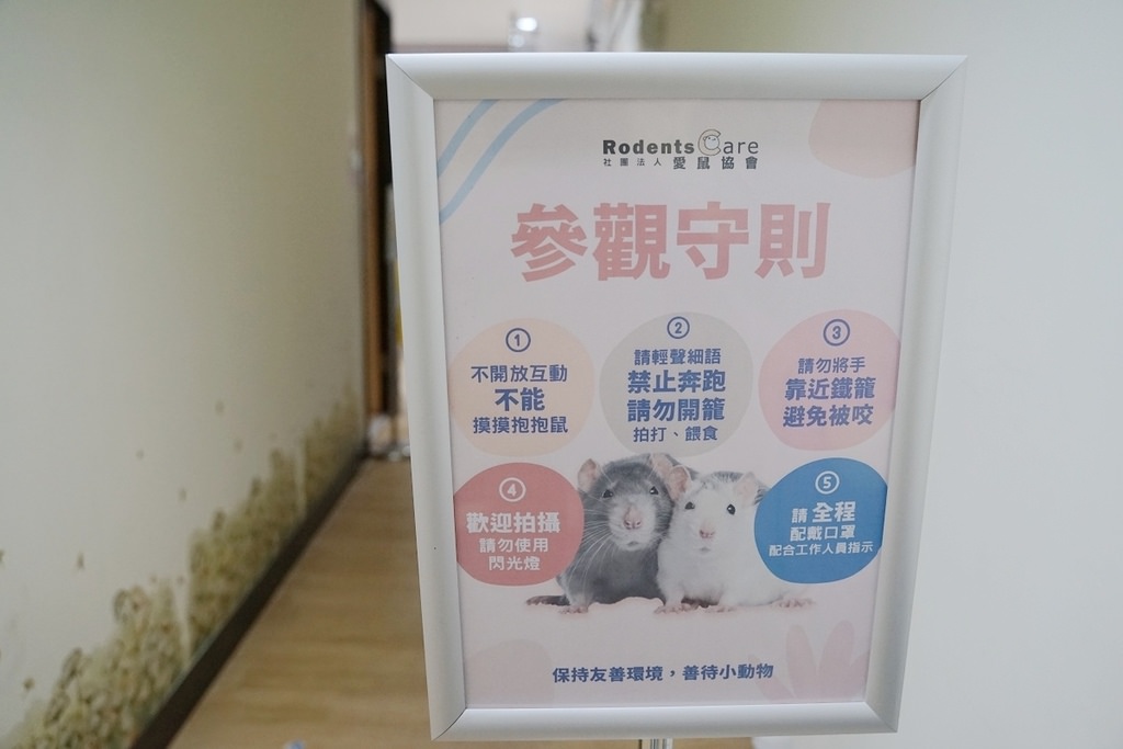 【台北倉鼠認養推薦】台灣第一個鼠類動物保護團體 認養鼠鼠流程介紹 社團法人台灣愛鼠協會