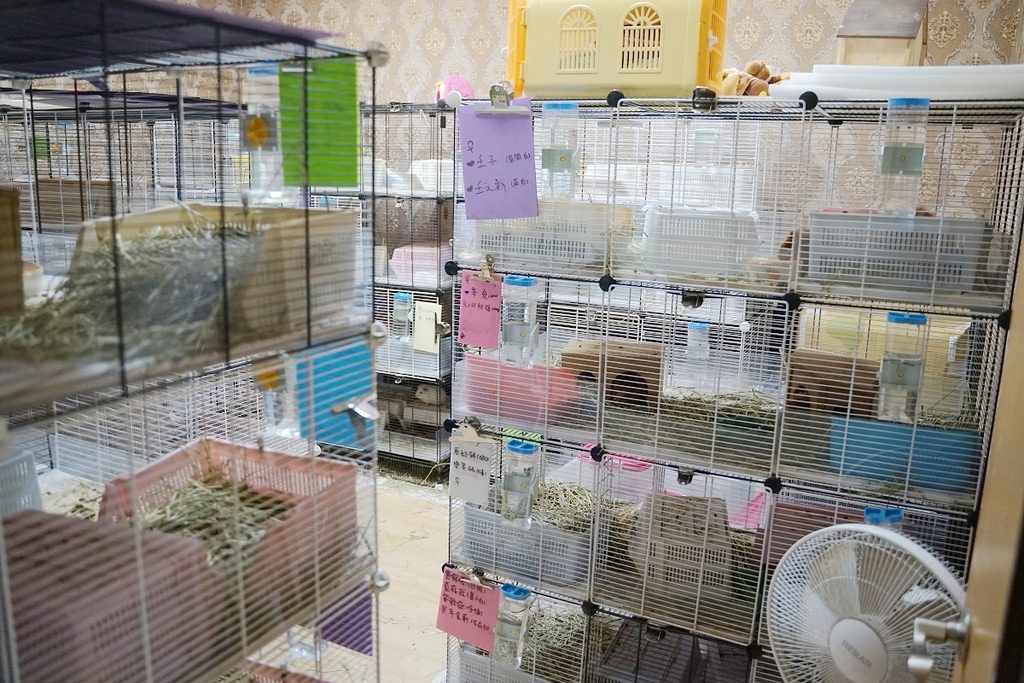【台北倉鼠認養推薦】台灣第一個鼠類動物保護團體 認養鼠鼠流程介紹 社團法人台灣愛鼠協會