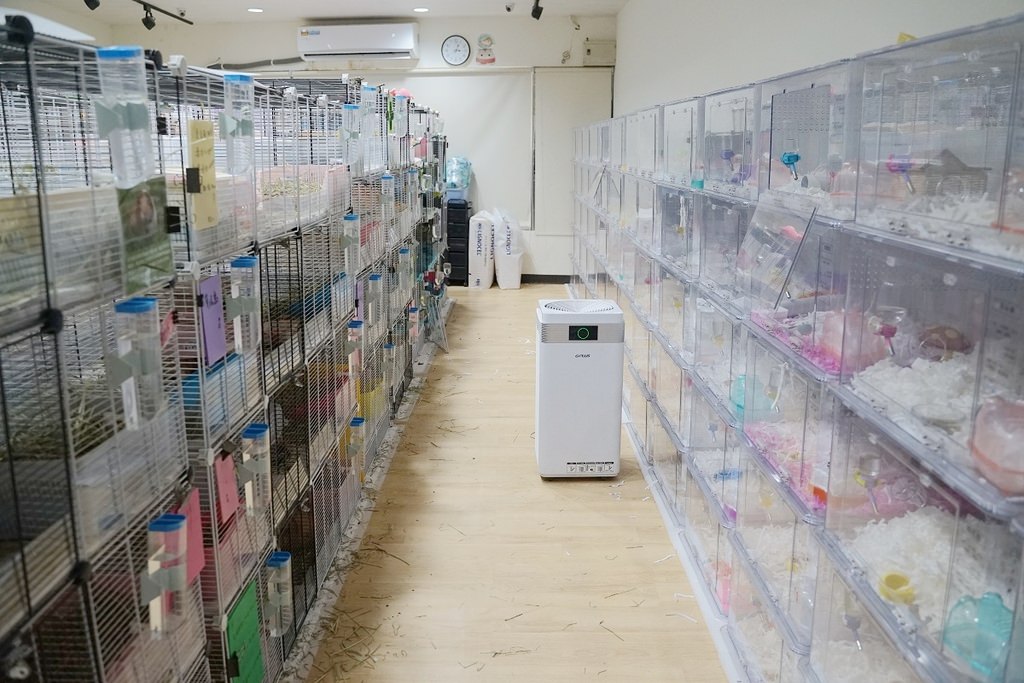【台北倉鼠認養推薦】台灣第一個鼠類動物保護團體 認養鼠鼠流程介紹 社團法人台灣愛鼠協會