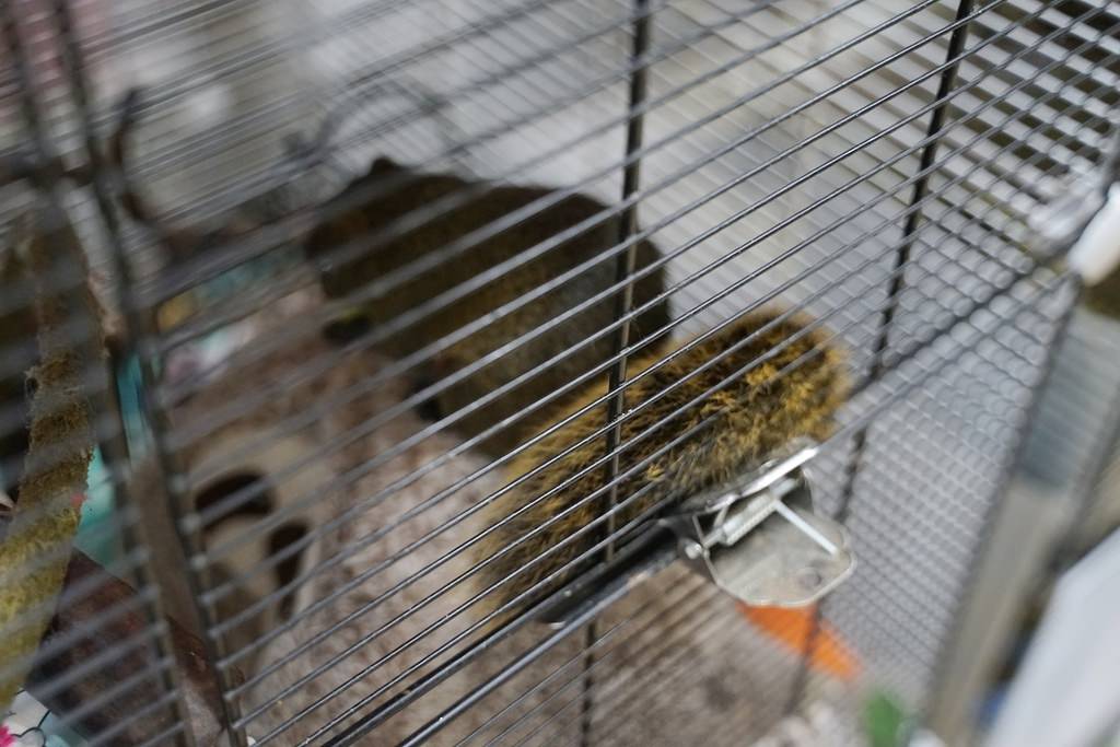 【台北倉鼠認養推薦】台灣第一個鼠類動物保護團體 認養鼠鼠流程介紹 社團法人台灣愛鼠協會