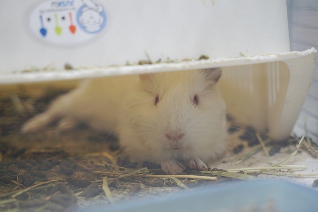 【台北倉鼠認養推薦】台灣第一個鼠類動物保護團體 認養鼠鼠流程介紹 社團法人台灣愛鼠協會